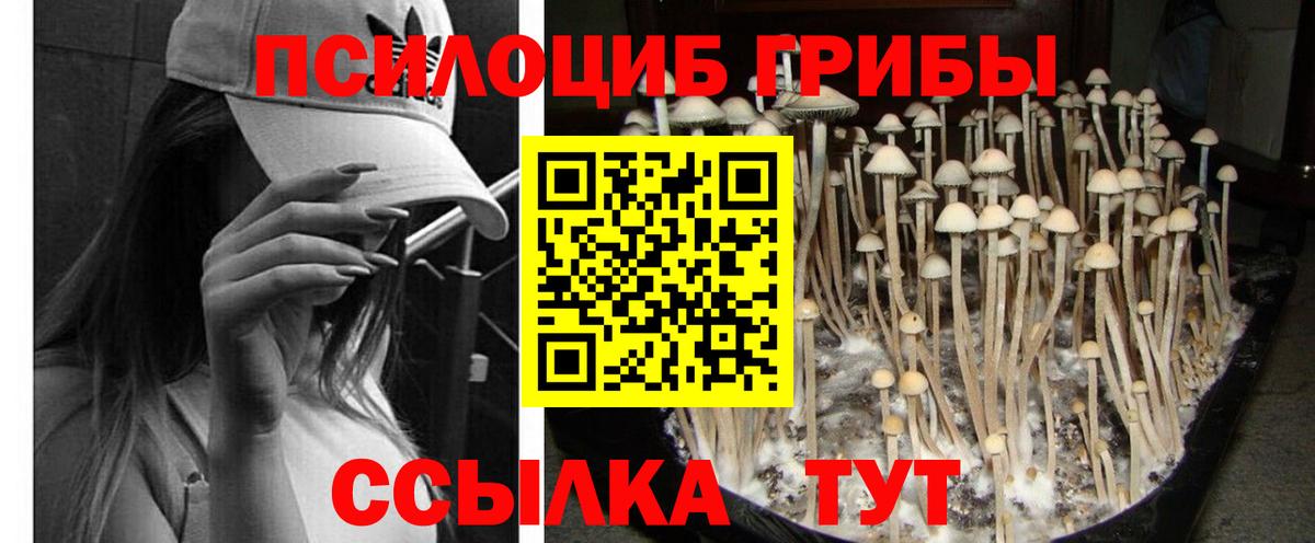 Петрозаводск  Псилоцибиновые грибы мицелий  Галлюциногенные грибы Psilocybine cubensis  Вход с VPN 